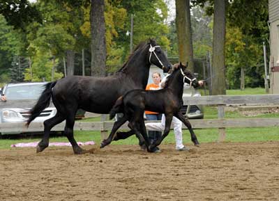 Patriot of majestic Friesians