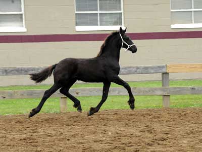 Radiance of Majestic Friesians