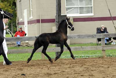 Rijkur of Majestic Friesians