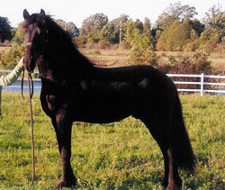 Brock's Majestic Friesians - Talan