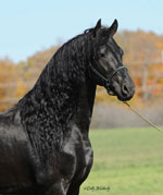 Majestic Friesians - Tritan