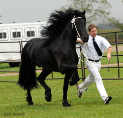 Majestic Friesians - Tritan