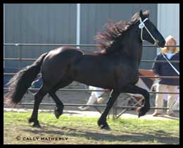 Brocks Majestic Friesians - Trynke