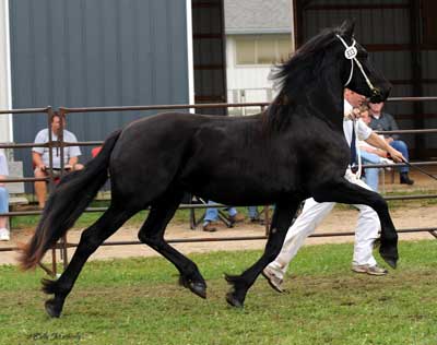 Majestic Friesians - Wailea
