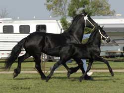 Brock's Majestic Friesians - Wailae