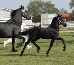 Brock's Majestic Friesians - Wailae
