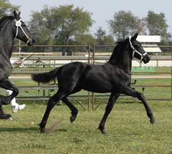 Brock's Majestic Friesians - Wailae
