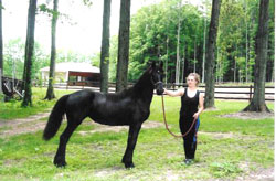 Brock's Majestic Friesians - Whimsical