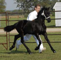 Whimsical of Majestic Friesians