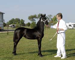 Brock's Majestic Friesians - Whimsical