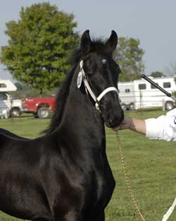 Whimsical of Majestic Friesians