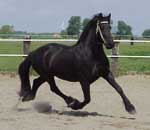 Majestic Friesians - Wietske