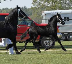 Winsome of Majestic Friesians