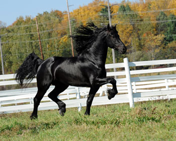Winsome of Majestic Friesians