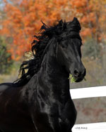 Majestic Friesians - Winsome