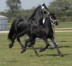 Hielkje and Winsome of Majestic Friesians