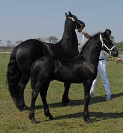 Hielkje and Winsome of Majestic Friesians