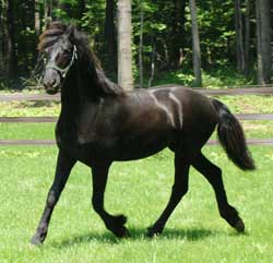 Brock's Majestic Friesians - Premier