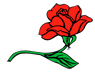 rose