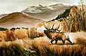 Timpanogas Elk