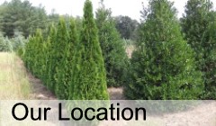 Cobb Tree & Shrub Nursery Location in Morganton, NC