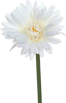 real touch Gerber daisy