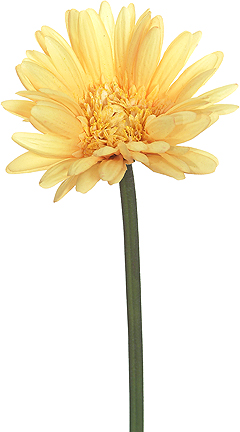 real touch Gerber daisy