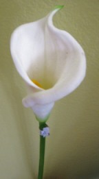calla lily