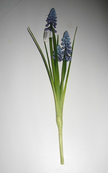 Muscari