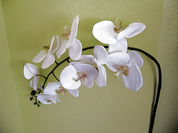 phileanopsis