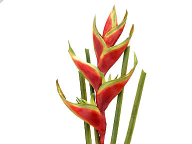 heliconia