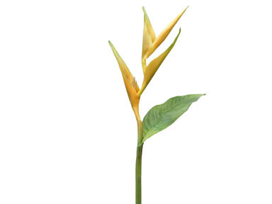 heliconia