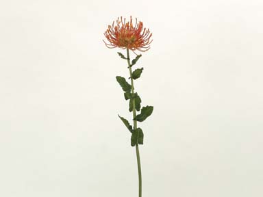 Artificial, Silk Tropical Flowers- Protea