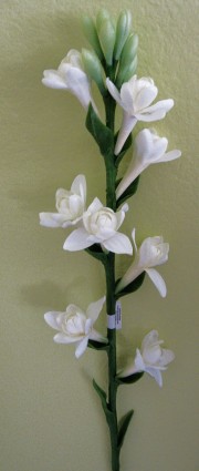 tuberose