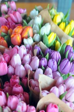 tulips