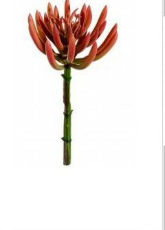 Artificial, faux, nearly natural Succulant