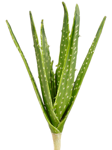 Artificial, faux, nearly natural Succulent