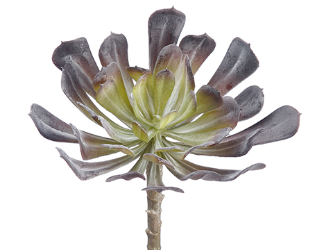 Artificial, faux, nearly natural Succulent