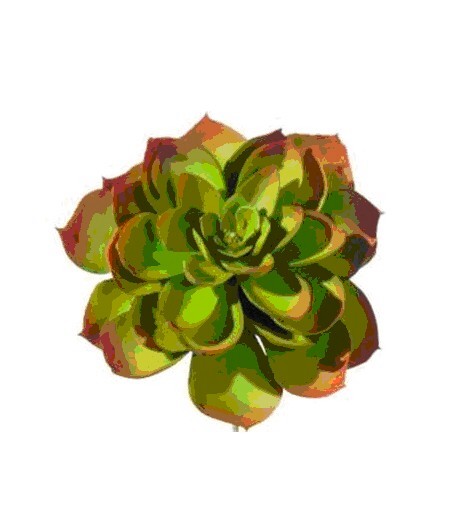 Artificial, faux, nearly natural Succulent