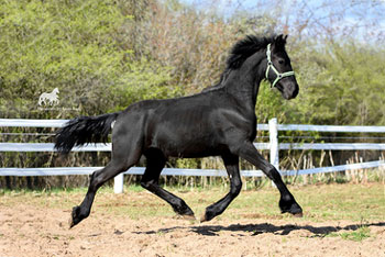 Icon of Majestic Friesians