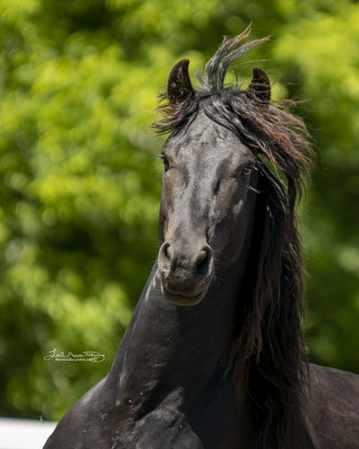 Dauntless of Majestic Friesians