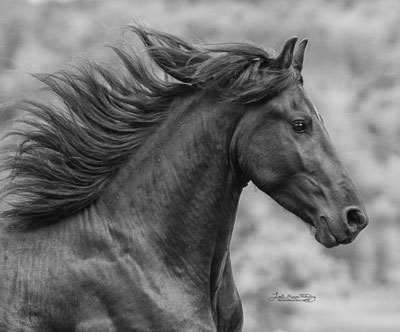 Erebus of majestic Friesians