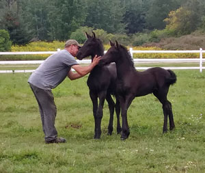 Kids- Jewale of Majestic Friesians