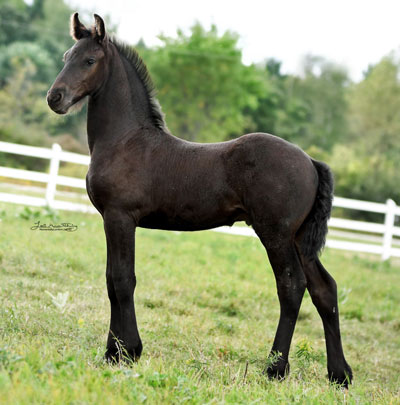 Kratos of Majestic Friesians