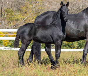 Monet of Majestic Friesians