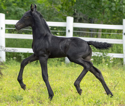 Notus of Majestic Friesians