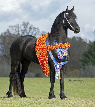 Zen Dame with Ribbons