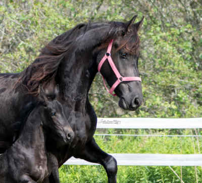 Danali of Majestic Friesians