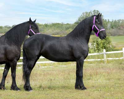 Majestic Friesians Zarina