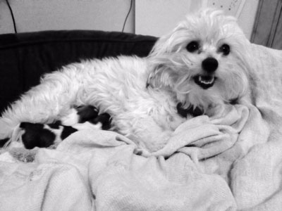 Ava-Havanese puppies